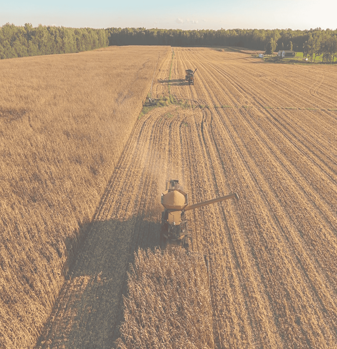 Disease pressure background